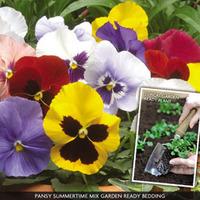 Pansy \'Summertime Mix\' (Garden Ready) - 30 garden-ready pansy plug plants