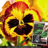 Pansy \'Autumn Blaze Mixed\' (Garden Ready) - 30 garden ready pansy plug plants