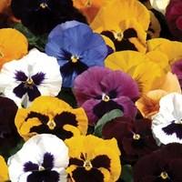 Pansy Grande Fragrance 6 x 9cm Pots