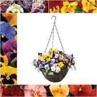 Pansy Cascadia 2 Rattan Hanging Baskets + 12 Lucky Dip Pansy Mega Plants