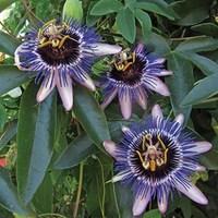 Passiflora Damsels Delight 3 x 9cm Plants