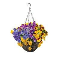 Pansy Cascadia XL Trailing (Autumn) 4 Pre-Planted Rattan Baskets