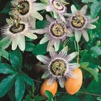 Passionflower (Passiflora Careula) 1 Plant 9cm Pot