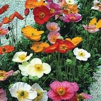 Papaver Champagne Bubbles F1 12 Jumbo Plants