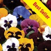 Pansy Grande Fragrance 70 Ready Plants