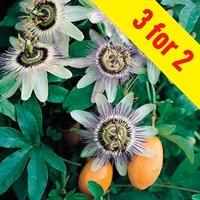 Passionflower (Passiflora Careula) 3 Plants 9cm Pot