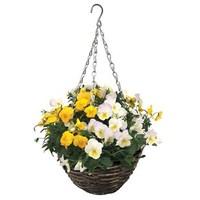 Pansy Cascadia Yellow Mix (Autumn) 2 Pre-Planted Rattan Baskets