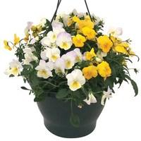 pansy cascadia yellows mix 2 pre planted hanging baskets delivery peri ...