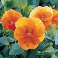 pansy padparadja 70 ready plants