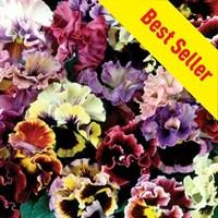 Pansy Can Can 70 Ready Plants