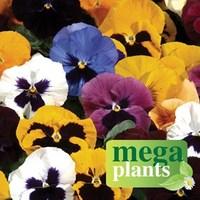 pansy grande fragrance 12 mega plants