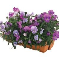 Pansy Cascadia Blues Mix (Autumn) 2 Pre-Planted Troughs