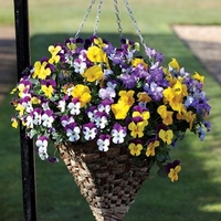 Pansy Cascadia Mix 1 Pre Planted Container