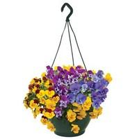 pansy cascadia xl trailing autumn 4 pre planted hanging baskets