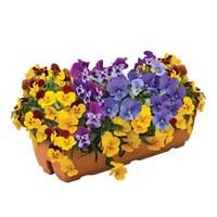 Pansy Cascadia XL Trailing (Autumn) 1 Pre-Planted Trough