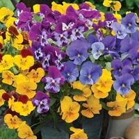 pansy cascadia xl trailing spring 70 ready plants