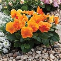 Pansy Tango Magic 24 Jumbo Plants