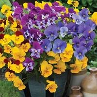 pansy cascadia xl trailing autumn 12 mega plants