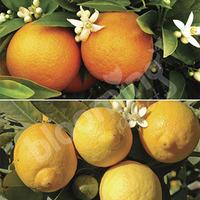 Pair of Large Citrus Trees in 6.5L pots with FREE Citrus Feed 150g soluble