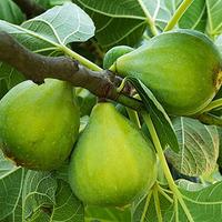 Pair of Hardy Standard Fig Trees 1.2M tall in 5L pots
