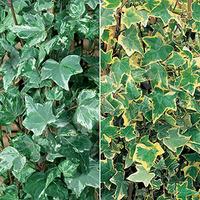 Pack of 12 Trailing Ivy Plug Plants includes \'Ester\' and \'Golden Child\'