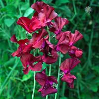 pack of 50 sweet pea windsor seeds