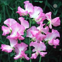 Pack of 50 Sweet Pea \'Gwendoline\' Seeds