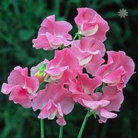 pack of 50 sweet pea sylvia moore seeds