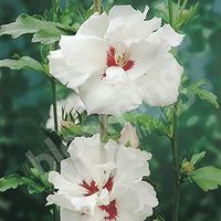 Pair of Hardy Double Hibiscus syriacus in 2L pots (Pink and White)