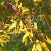 Patio Dwarf Forsythia Maree d\'Or 9cm