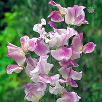 Pack of 50 Sweet Pea \'Pulsar\' Seeds