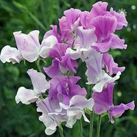 Pack of 50 Sweet Pea \'Ethel Grace\' seeds