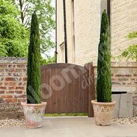 Pair of Italian Cypress trees 80-100cm tall