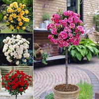 Patio Standard Rose bush Collection - 4 bushes 60cm tall bare root