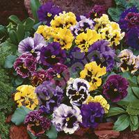 Pansy \'Frizzle Sizzle\' pack of 12 jumbo plugs