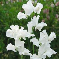 Pack of 50 Sweet Pea \'White Frills\' seeds