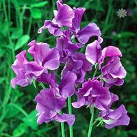 Pack of 50 Sweet Pea \'Oxford Blue\' Seeds