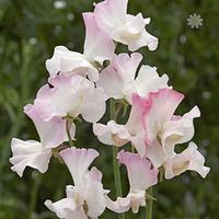 Pack of 50 Sweet Pea \'Anniversary\' Seeds