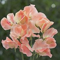 Pack of 50 Sweet Pea \'Apricot Queen\' Seeds