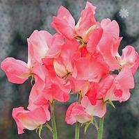 pack of 50 sweet pea valerie harrod seeds