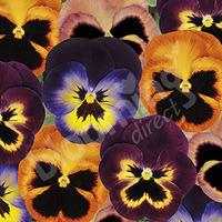Pansy Winter Flowering \'Mix\' pack 12 jumbo plug plants