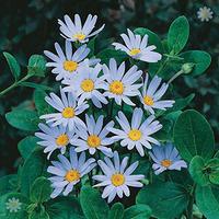 Pack of 12 Felicia Blue Daisy Plug Plants for Beds, Borders, Pots