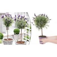 Pair of French Lavender Standard Trees