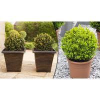 Pair of Buxus Box Balls + 2 Gold-Effect Planters