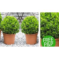 Pair of Quality Topiary Buxus Balls - Free P&P