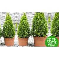 Pair of Premium Quality Topiary Buxus - FREE DELIVERY