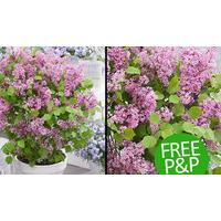 Pair of Dwarf Korean Lilac Shrubs - Syringa Josee in Bud - Free P&P