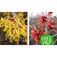 Pair of Hamamelis Witch Hazels - 1 Red & 1 Golden Yellow