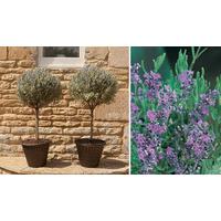 Pair of Standard Lavenders