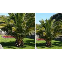 Pair of Phoenix palms 1.2-1.4M with pots